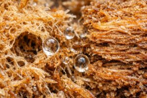 ピートモスの劣化対比