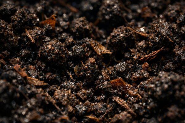 腐葉土の分解された状態