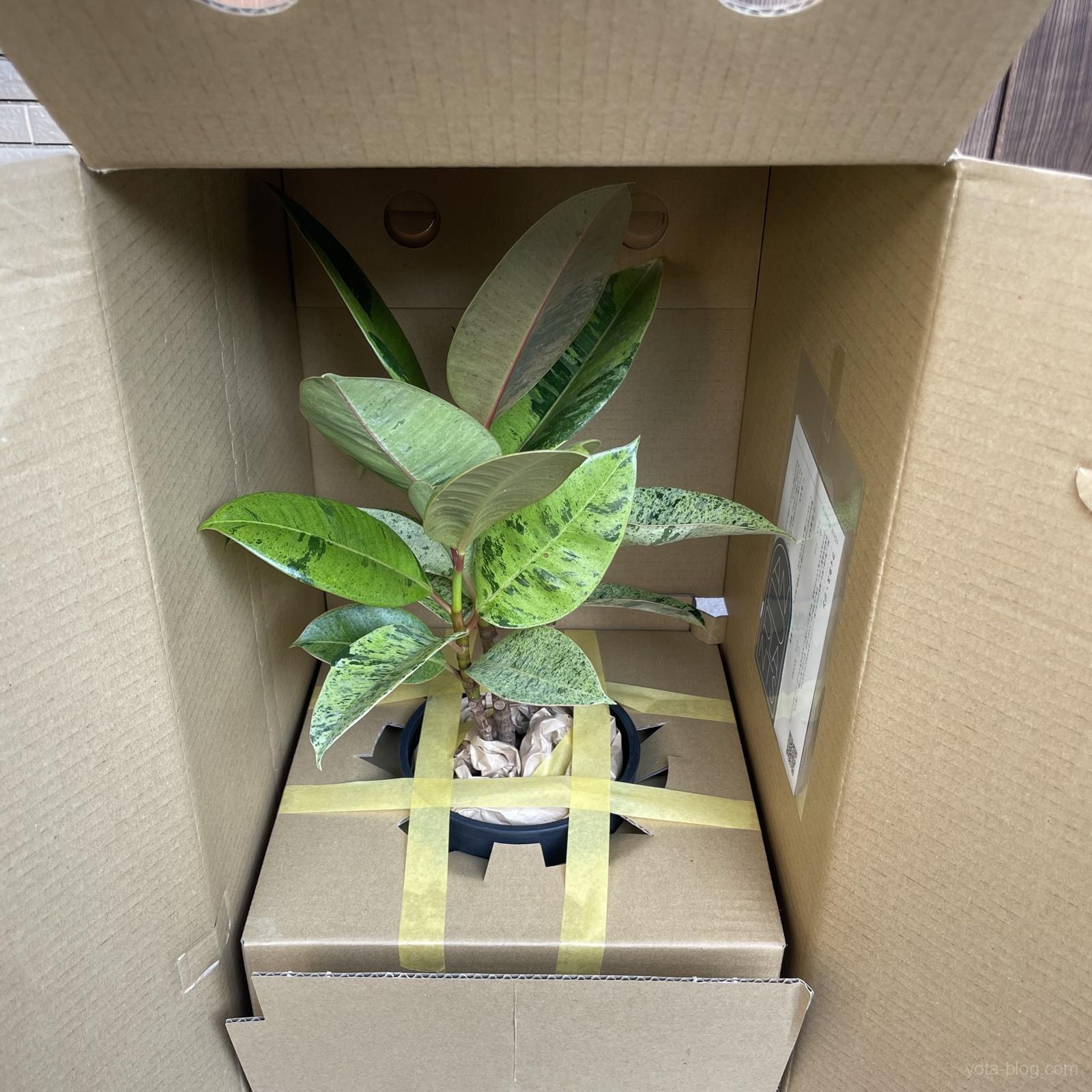 アンドプランツから届いた段ボールを開けたところ。鉢が下箱に養生テープで固定され、右にケアカードが入っている