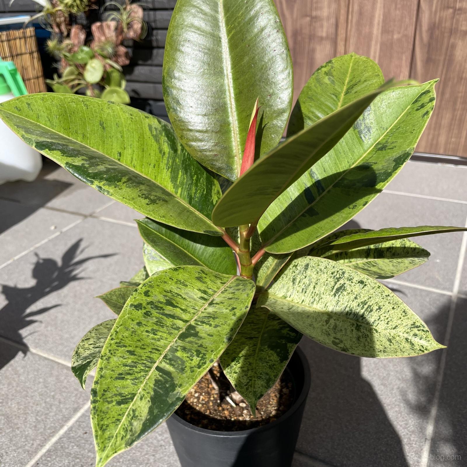 2023年10月、届いたフィカス・ジンを黒いECOPOTSの鉢に植えた直後。葉は10枚ほどで赤い新芽が伸びている