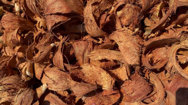 ココヤシの実の殻。繊維が幾重にも層になっているのが見えています