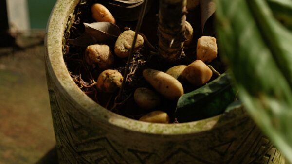 鉢に植えられた観葉植物と、土の上に置かれた石