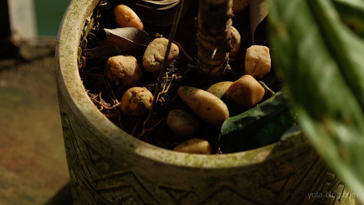 鉢に植えられた観葉植物と、土の上に置かれた石