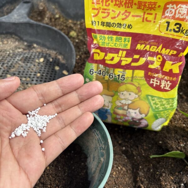 手のひらに乗せた白い粒状の緩効性肥料と、マグァンプKのパッケージ